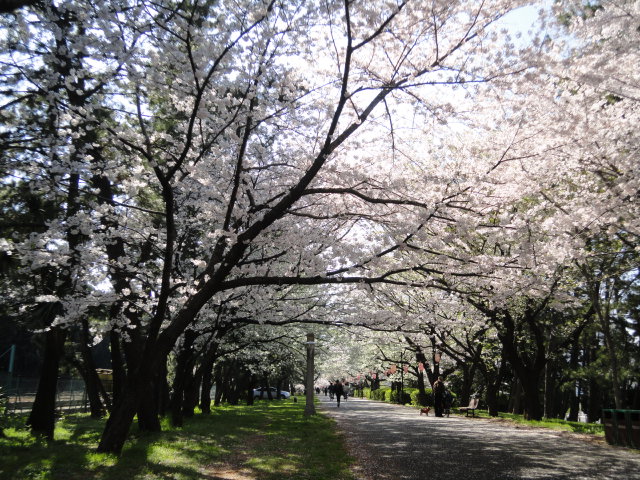 公園の桜